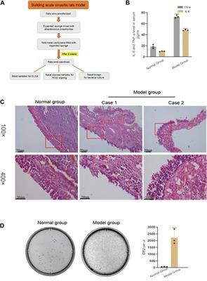 Low Molecular Weight Heparin Improves the Inflammatory State of Acute Sinusitis Rats Through Inhibiting the TLR4-MyD88-NF-κB Signaling Pathway